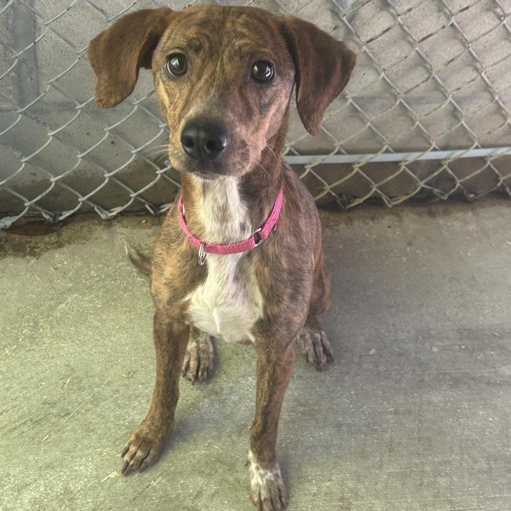 Enlarge Lena, a Adoptable Mixed Breed in Greenville, PA image 4/4