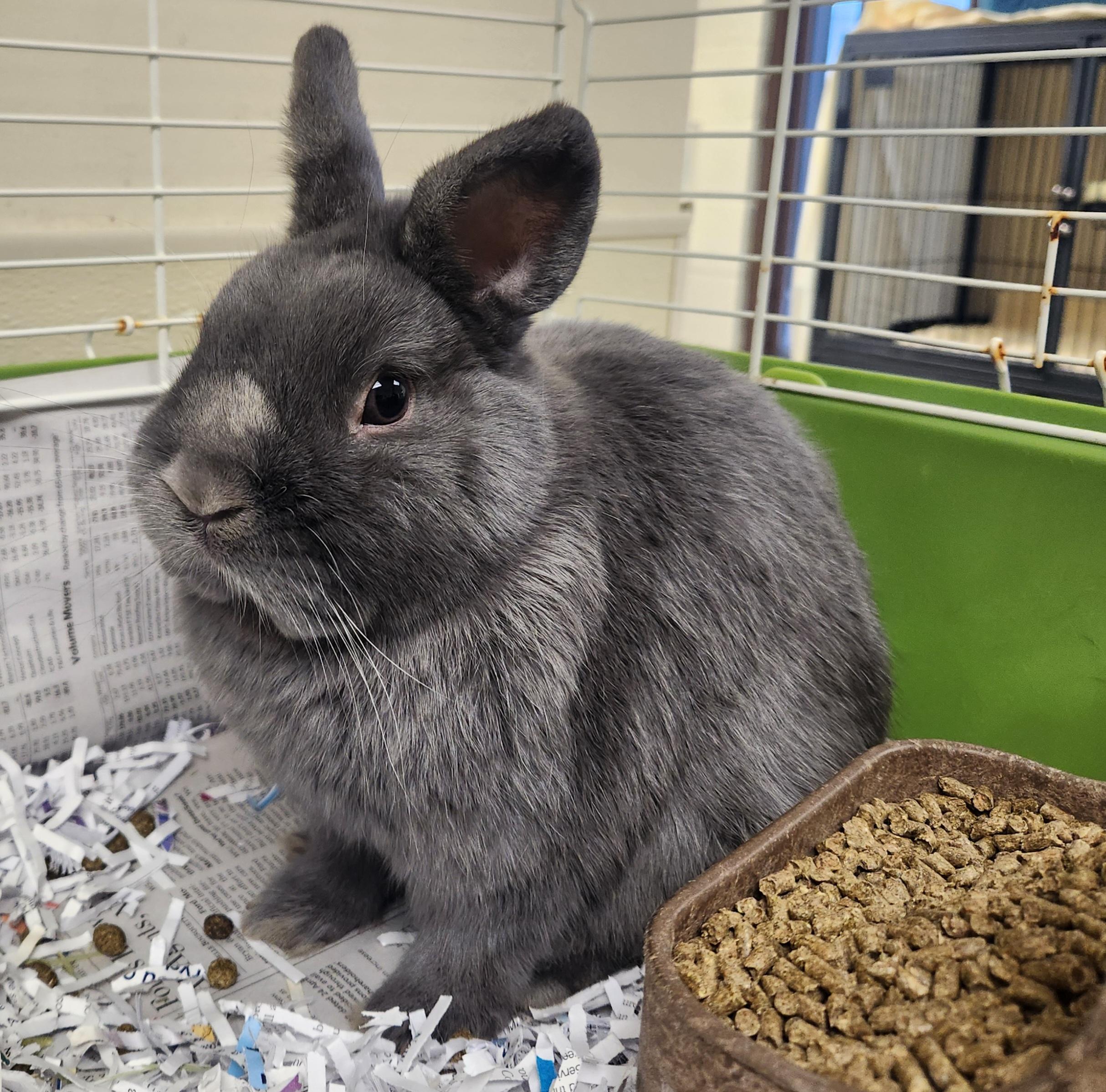 Frankie , adopted, Adult Male Netherland Dwarf.