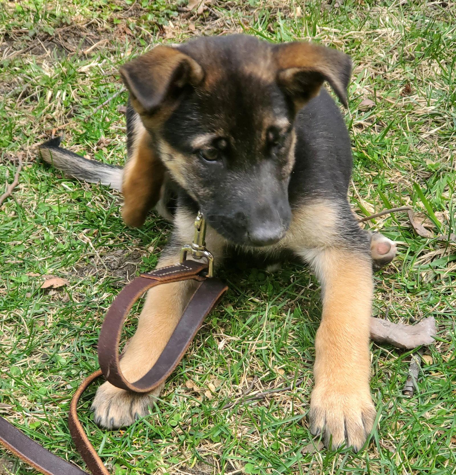 Enlarge Gia CA, a Adoptable Shepherd in Hillside, IL image 1/2