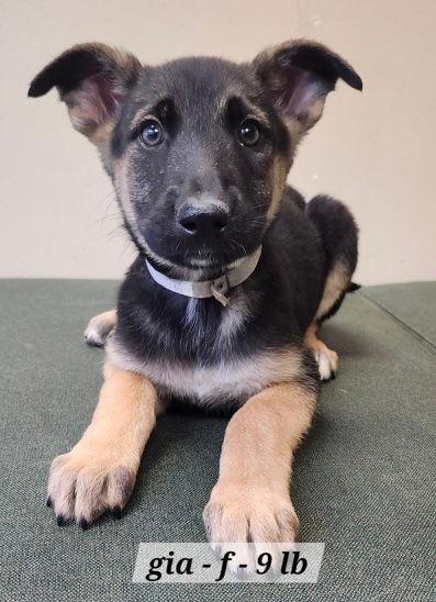 Enlarge Gia CA, a Adoptable Shepherd in Hillside, IL image 2/2