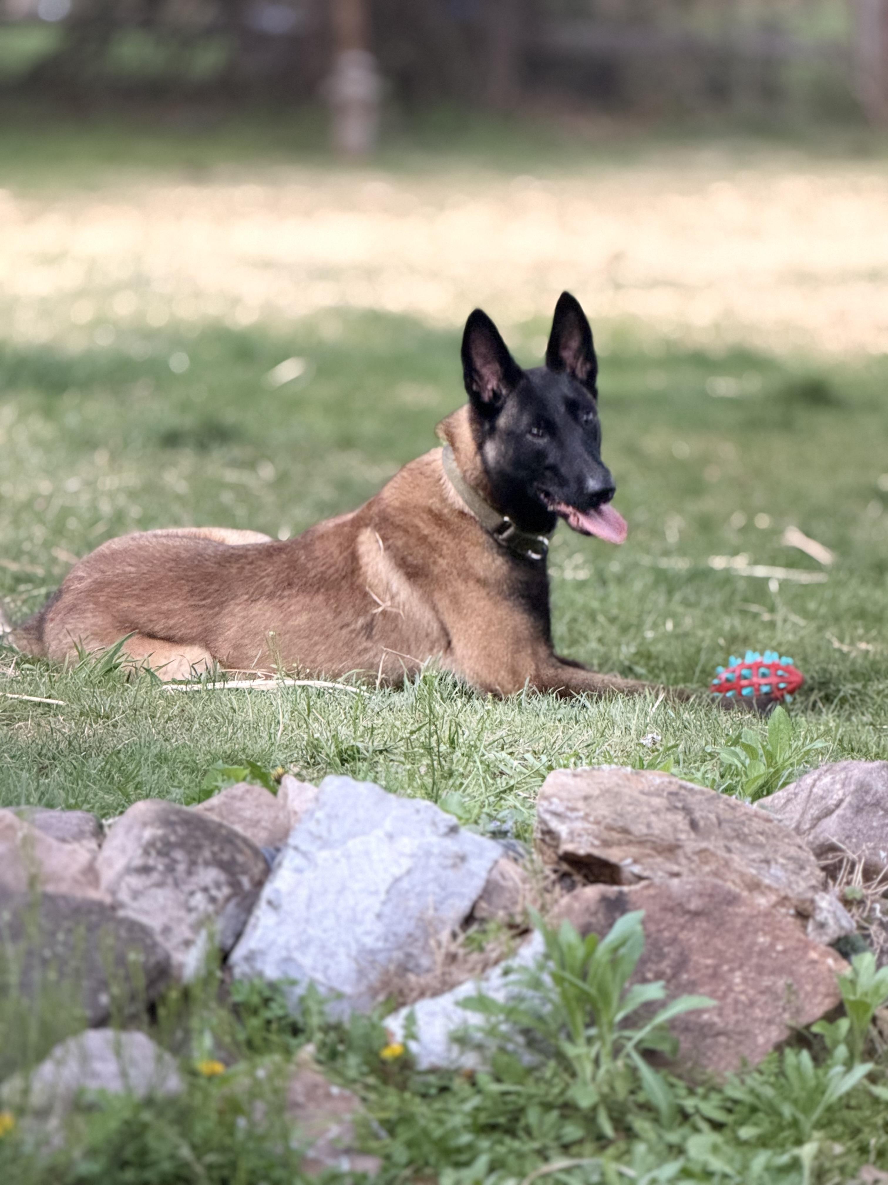 Kai, ADOPTABLE, Young Male Belgian Shepherd / Malinois.