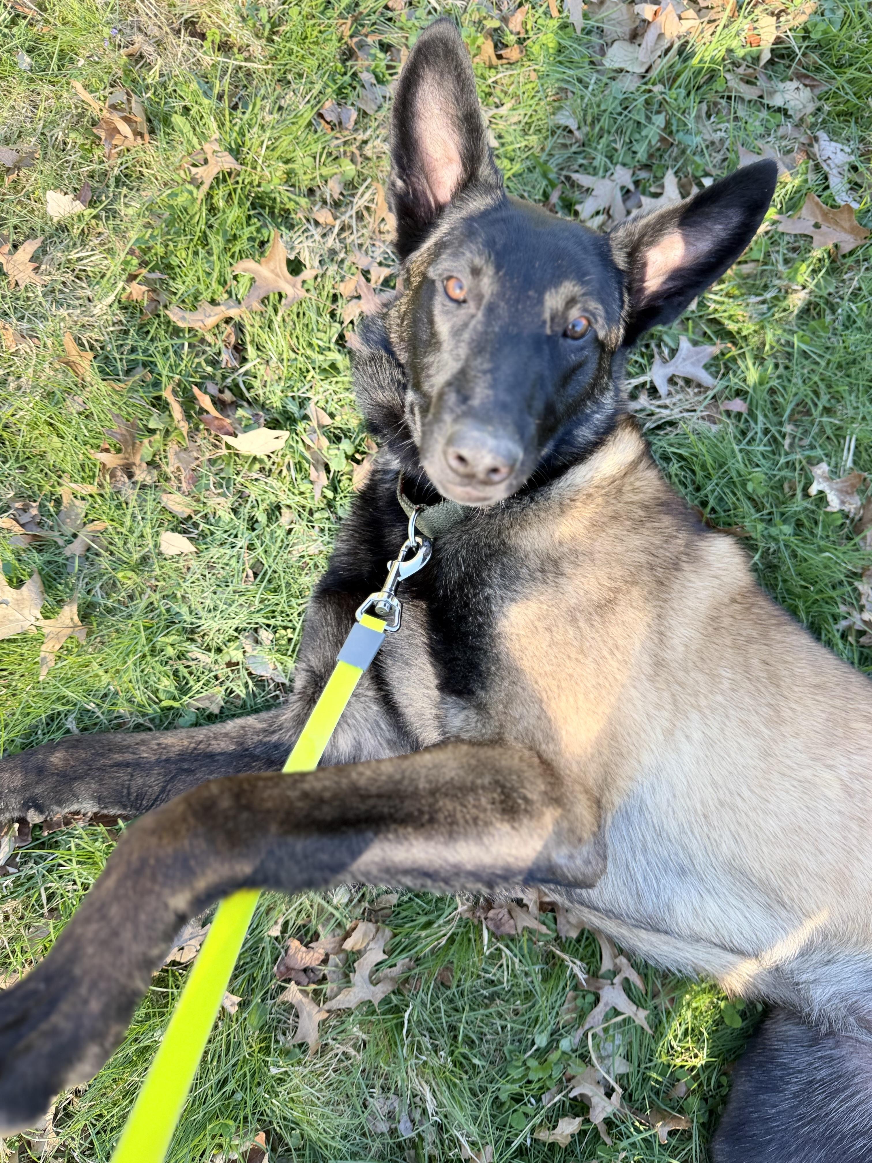 Enlarge Kai, a ADOPTABLE Belgian Shepherd / Malinois in University Place, WA image 2/2