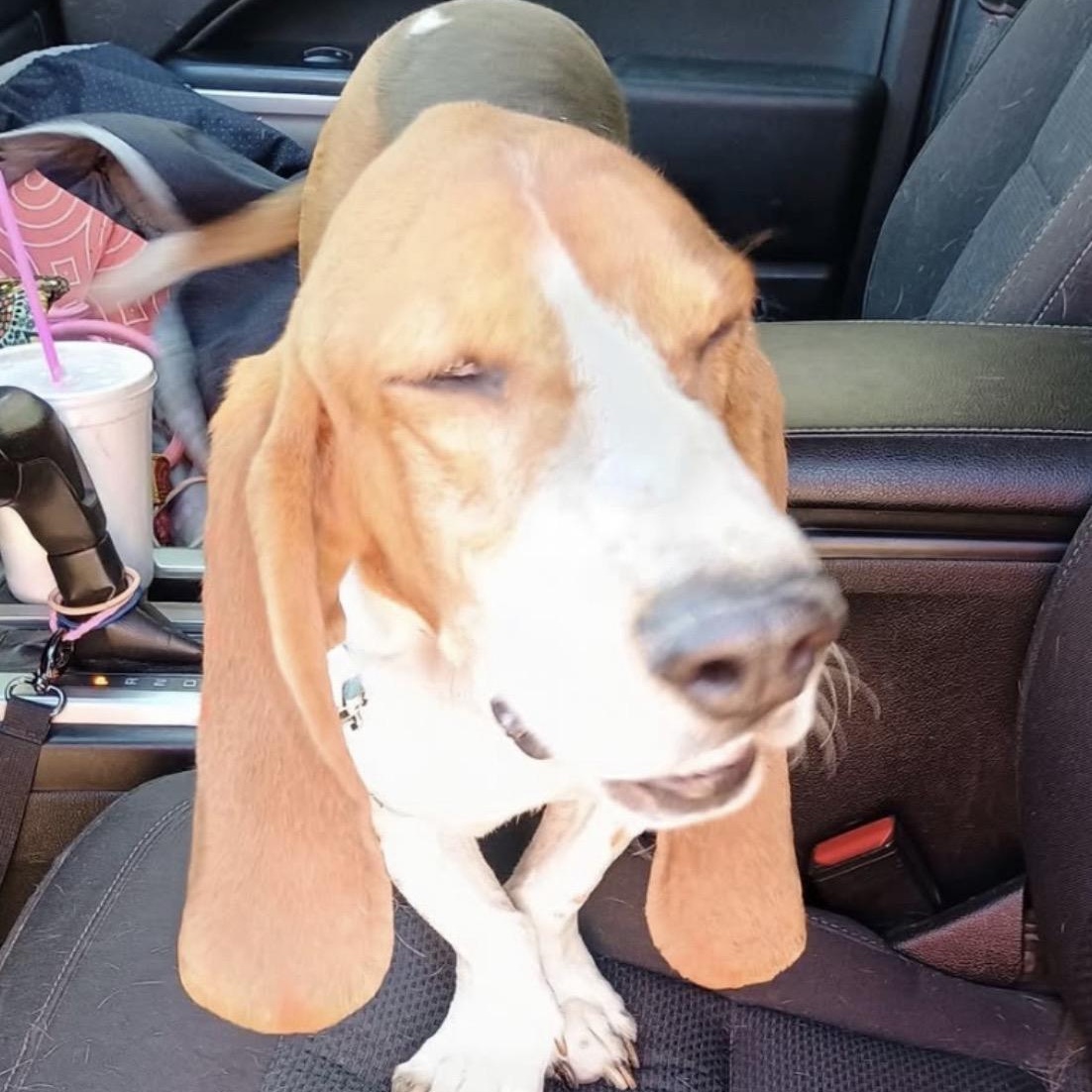 Rowdy, an adopted Basset Hound in Glenolden, PA image 4/5
