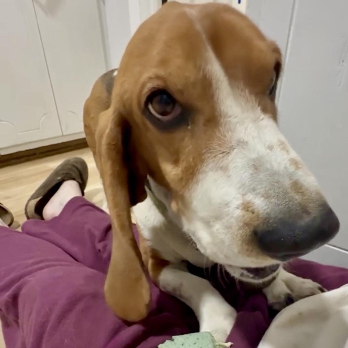 Rowdy, an adopted Basset Hound in Glenolden, PA image 2/5