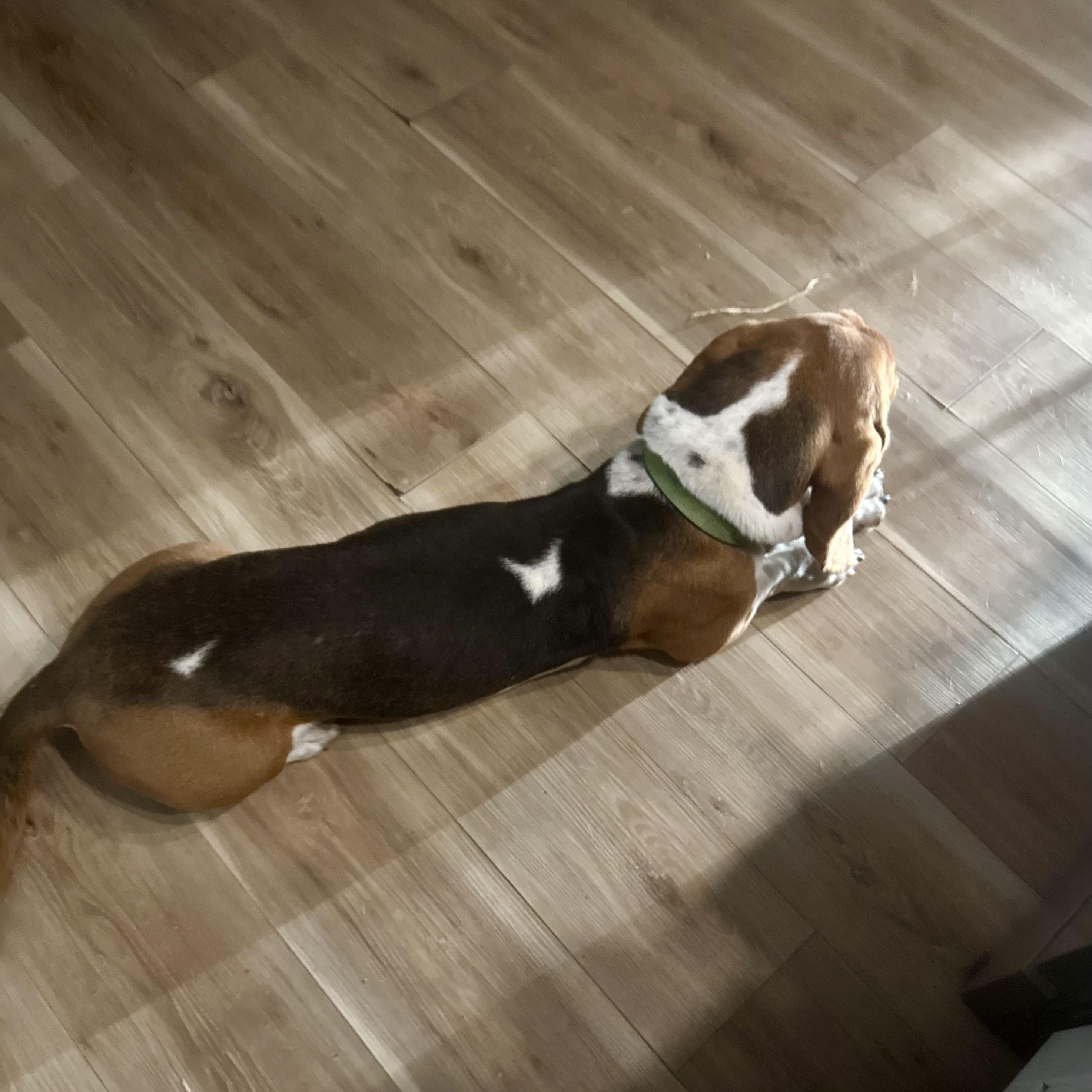 Rowdy, an adopted Basset Hound in Glenolden, PA image 3/5
