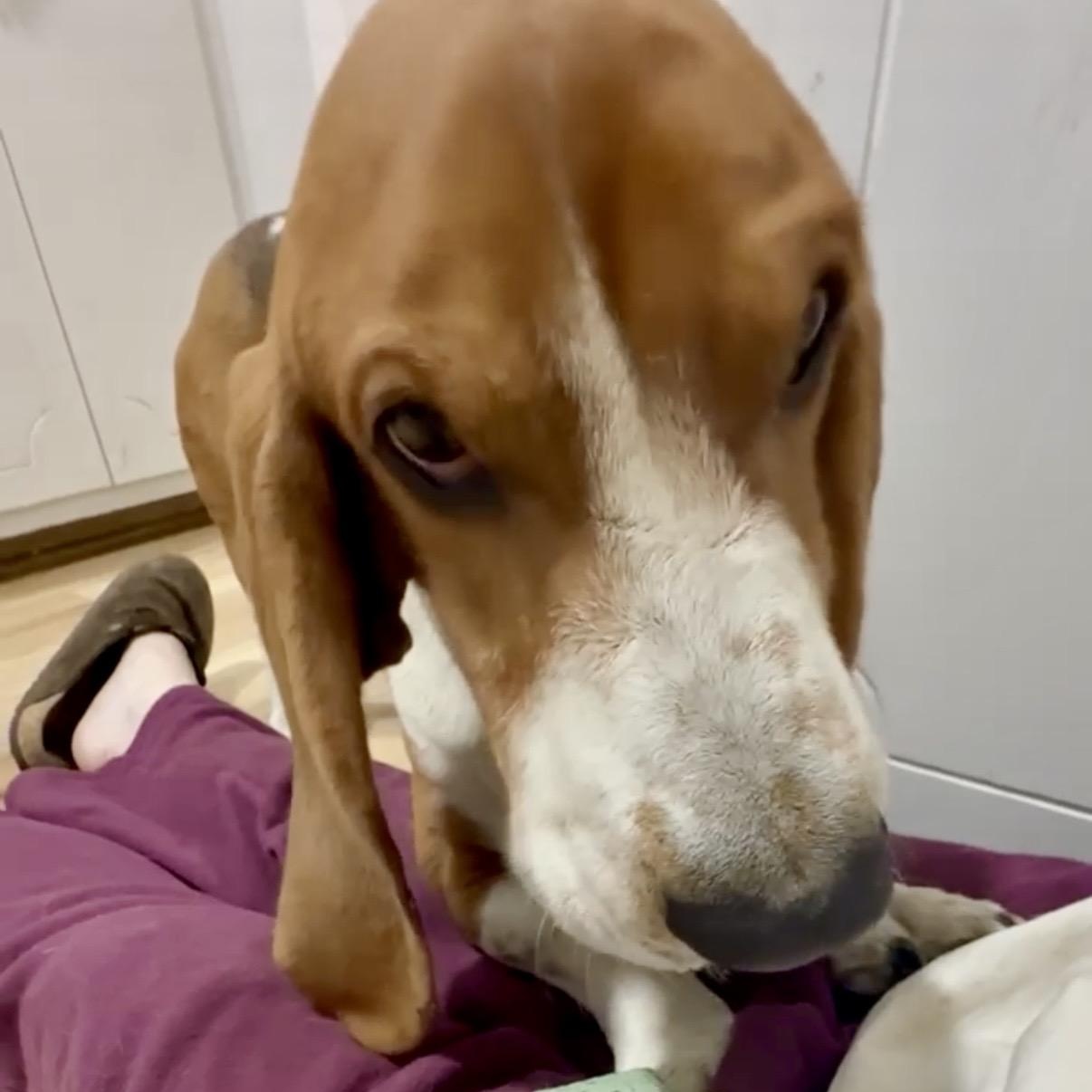 Rowdy, an adopted Basset Hound in Glenolden, PA image 5/5