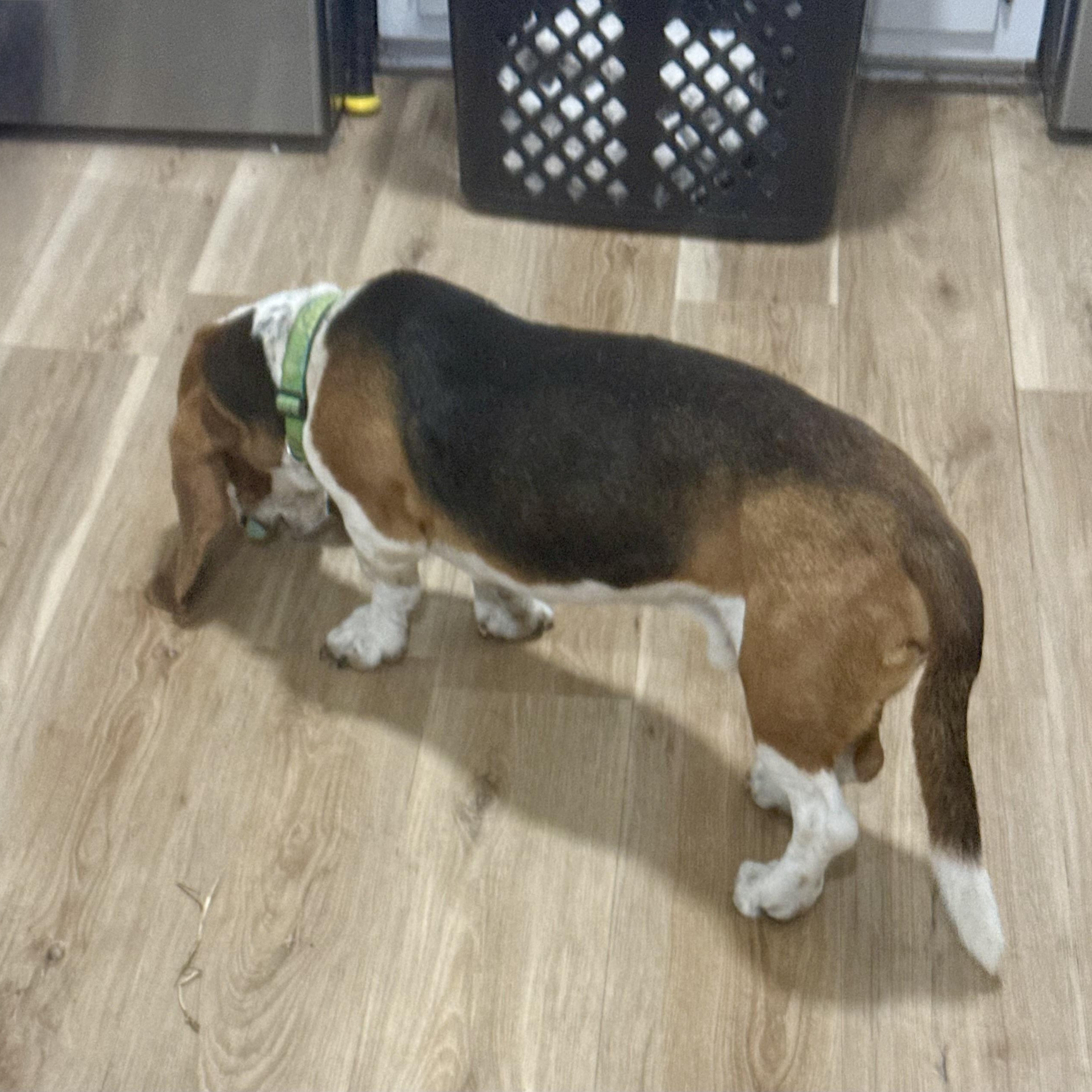 Rowdy, adopted, Young Male Basset Hound.