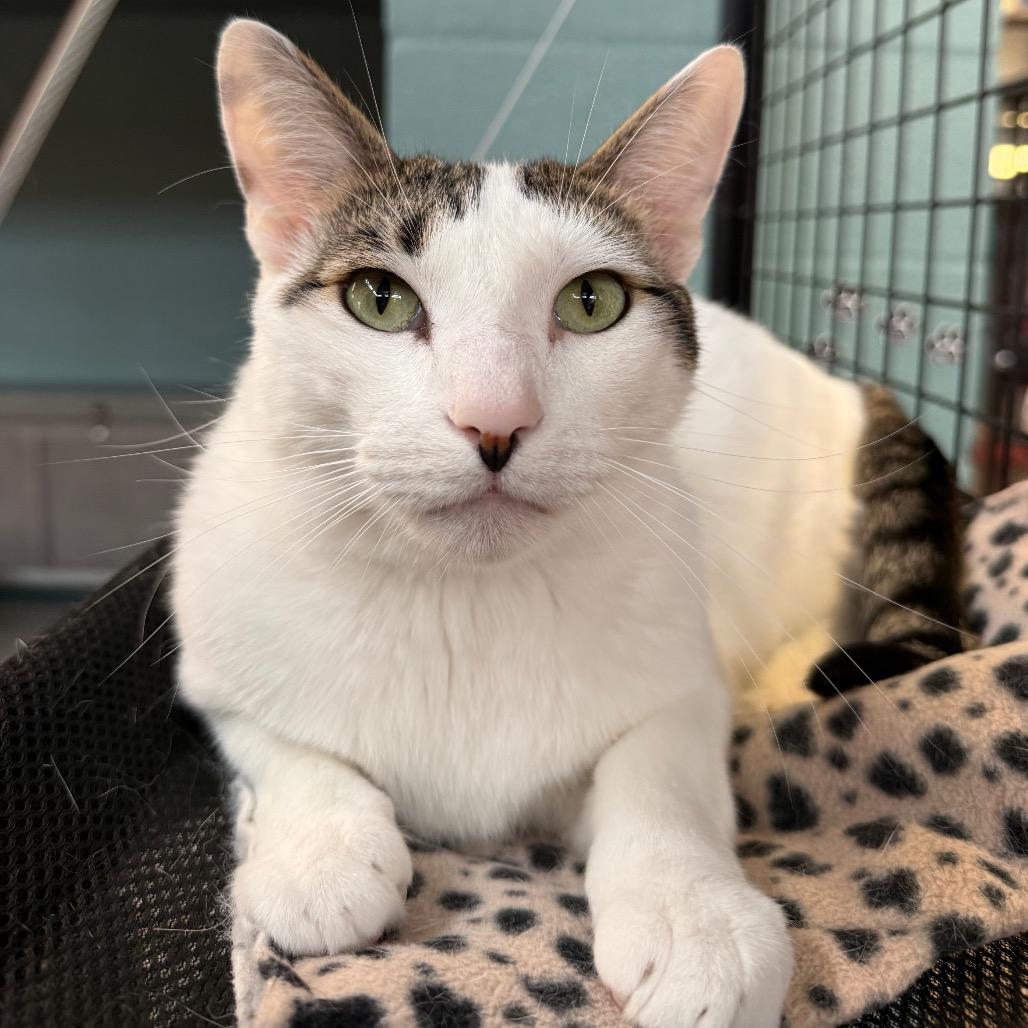 Enlarge Matthew, a Adoptable Domestic Short Hair in Sarasota, FL image 1/6
