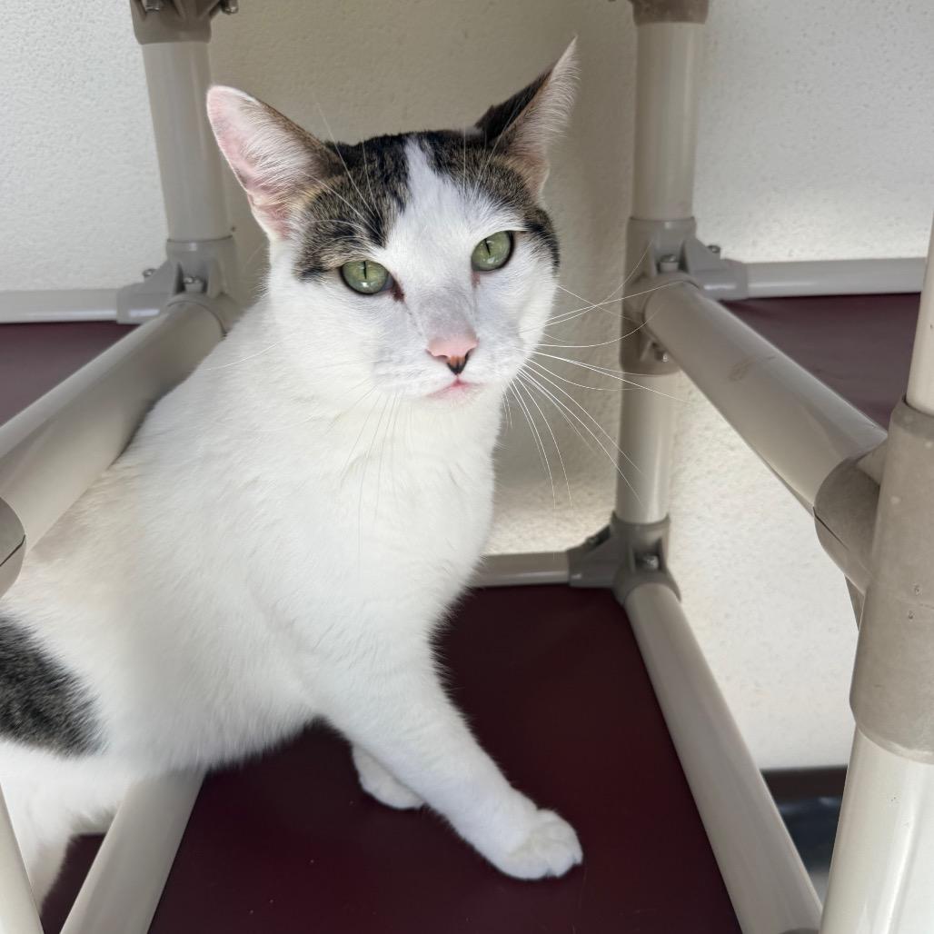 Matthew, Adoptable, Adult Male Domestic Short Hair.