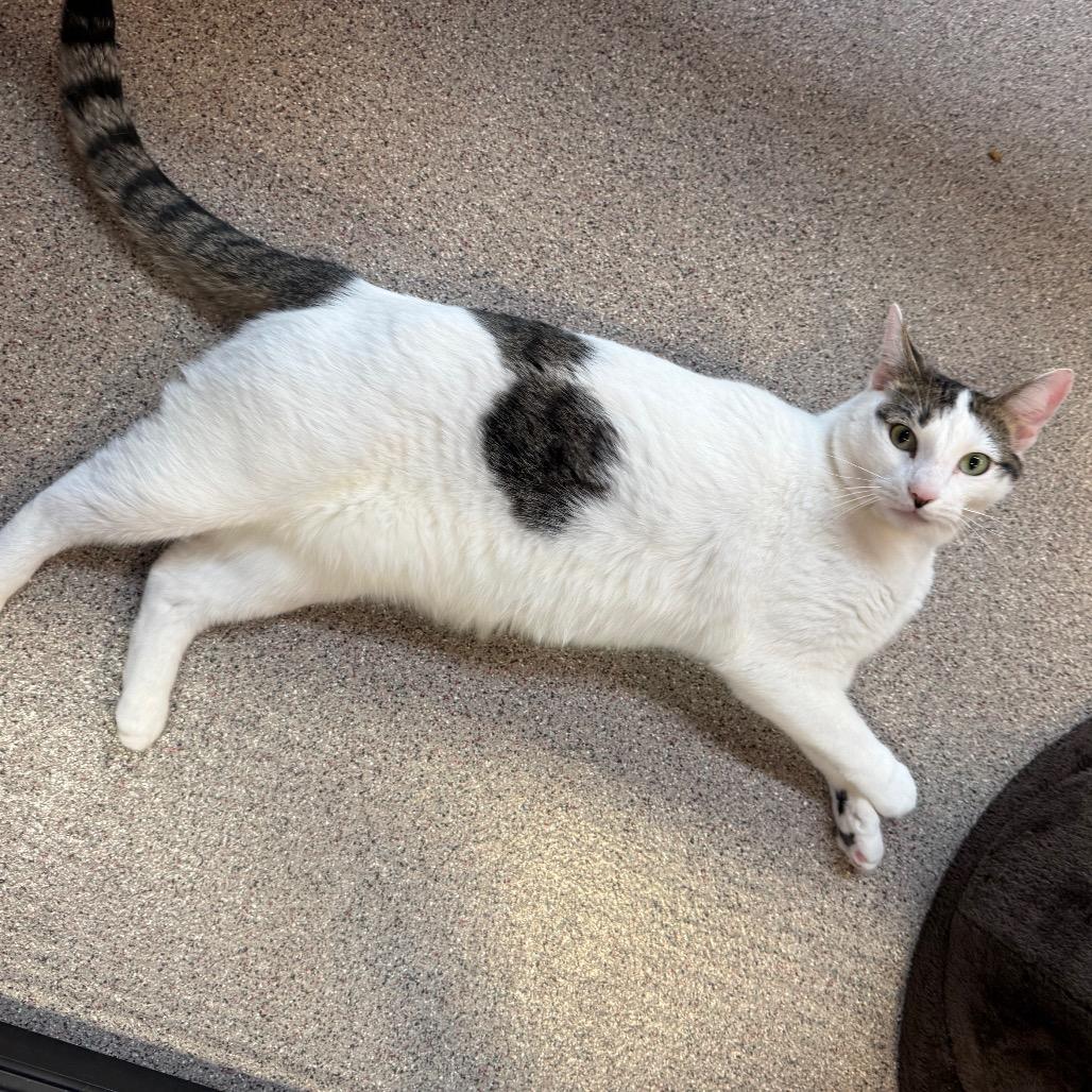 Enlarge Matthew, a Adoptable Domestic Short Hair in Sarasota, FL image 2/6