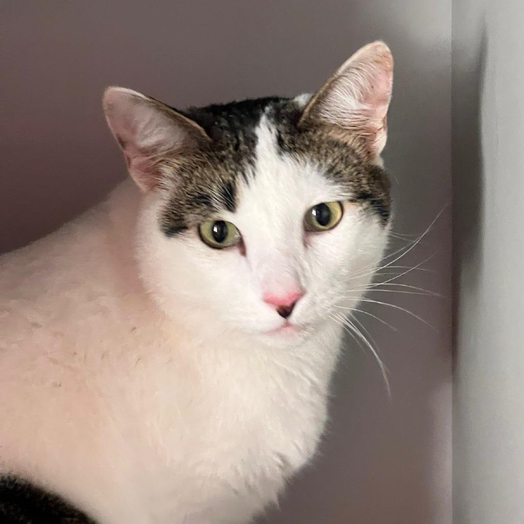 Enlarge Matthew, a Adoptable Domestic Short Hair in Sarasota, FL image 3/6