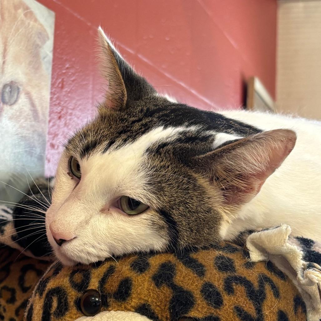 Enlarge Matthew, a Adoptable Domestic Short Hair in Sarasota, FL image 4/6