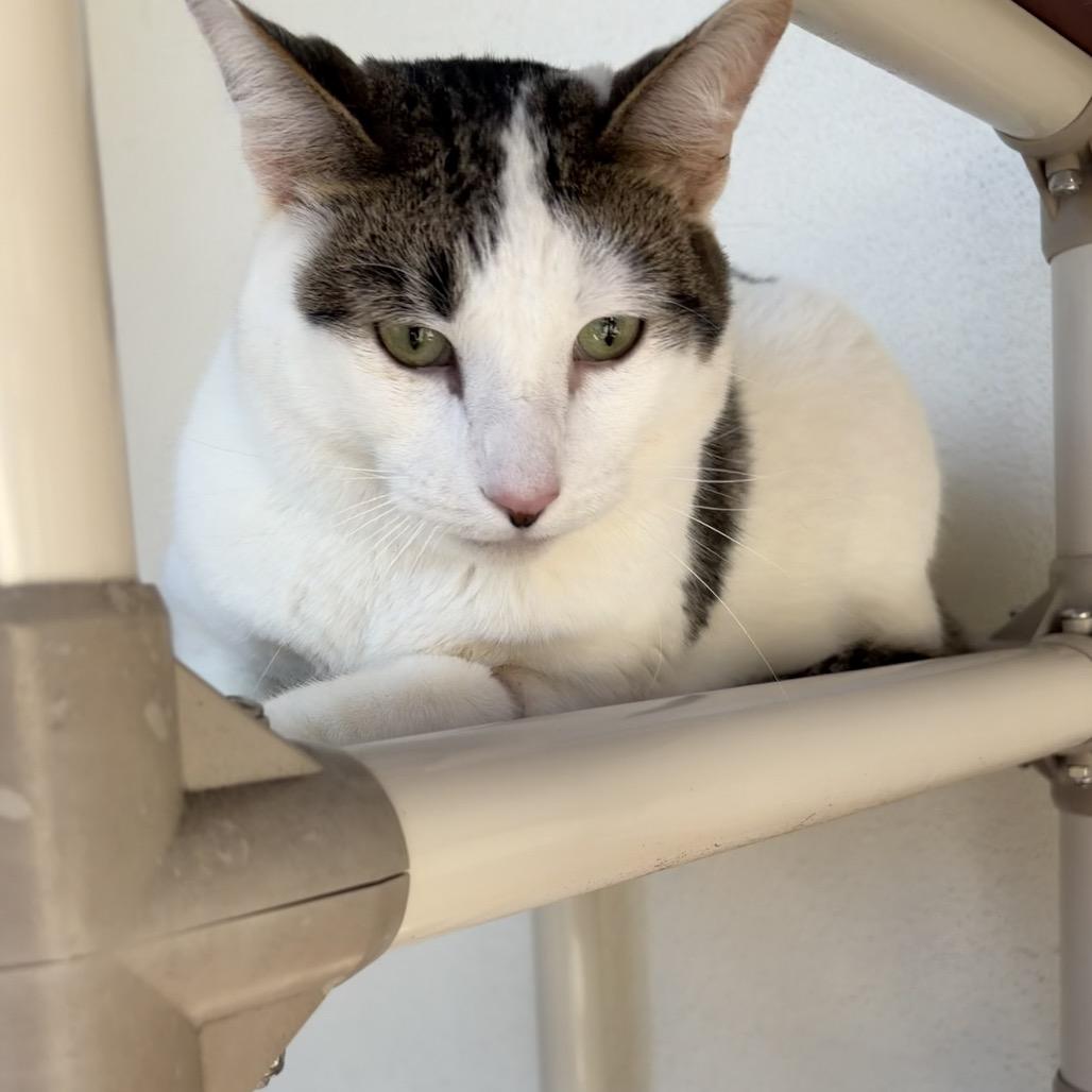 Enlarge Matthew, a Adoptable Domestic Short Hair in Sarasota, FL image 5/6