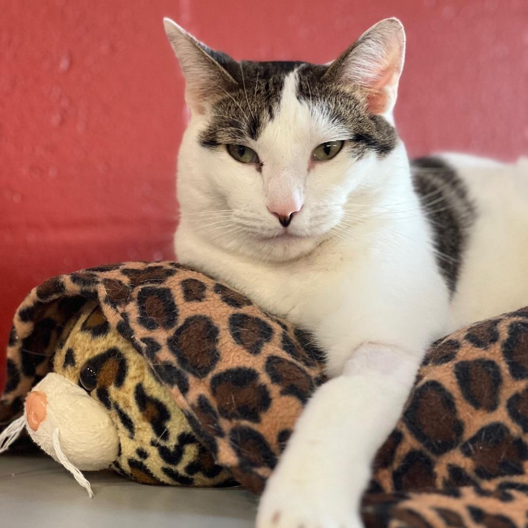 Enlarge Matthew, a Adoptable Domestic Short Hair in Sarasota, FL image 6/6