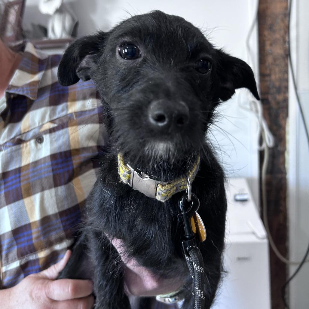 Titus, a Adoptable mixed breed in Prescott, AZ image 1/6