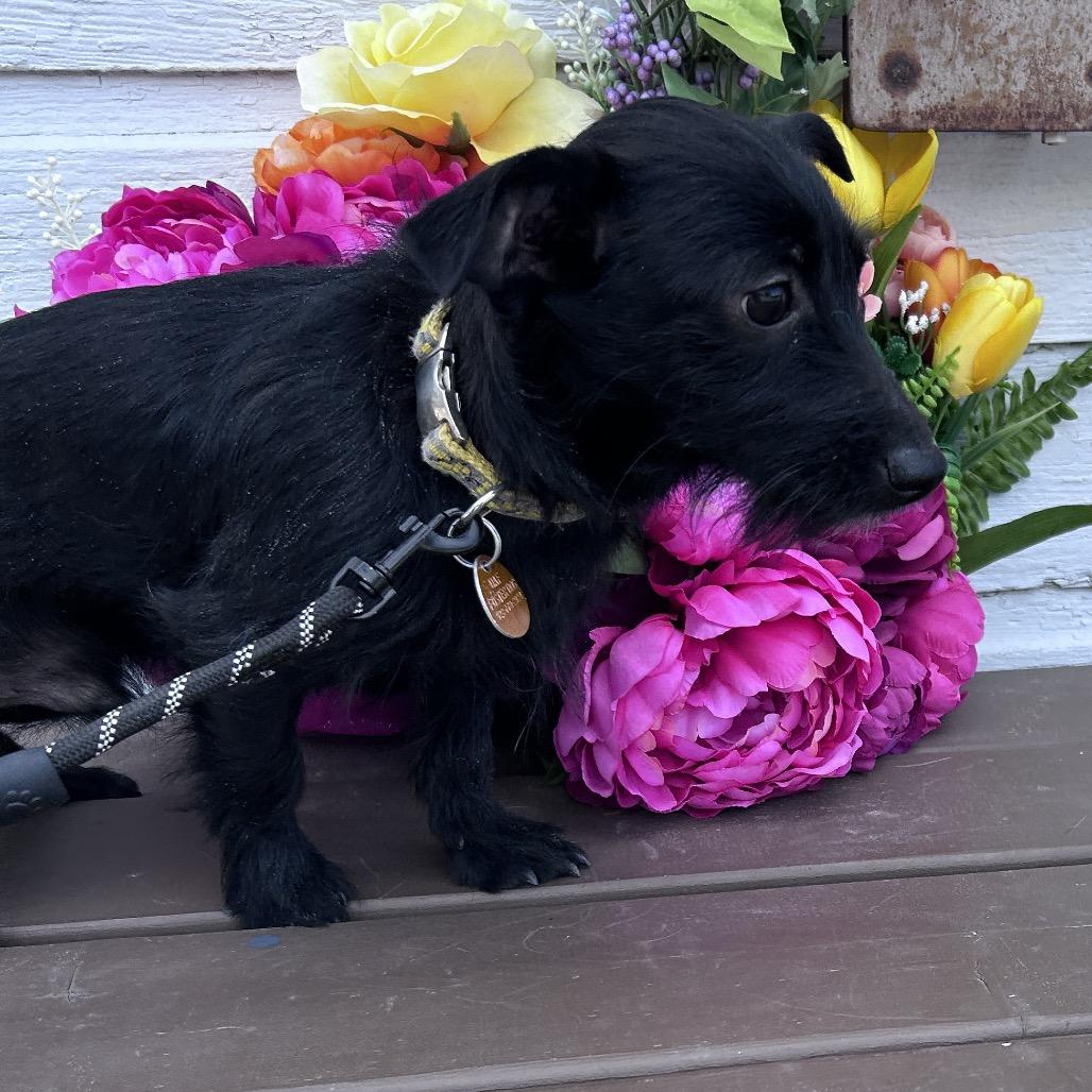 Titus, a Adoptable mixed breed in Prescott, AZ image 2/6