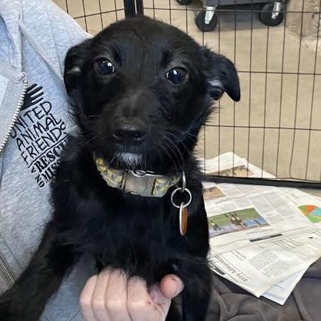 Titus, a Adoptable mixed breed in Prescott, AZ image 3/6