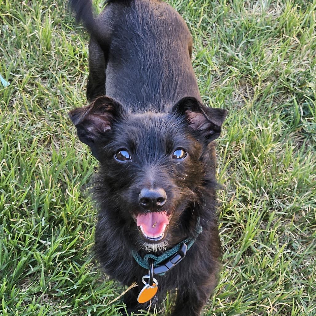 Titus, a Adoptable mixed breed in Prescott, AZ image 4/6