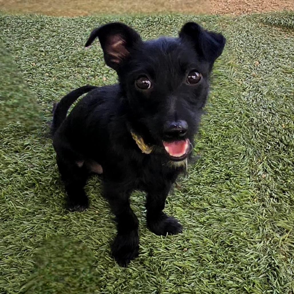 Titus, a Adoptable mixed breed in Prescott, AZ image 4/6