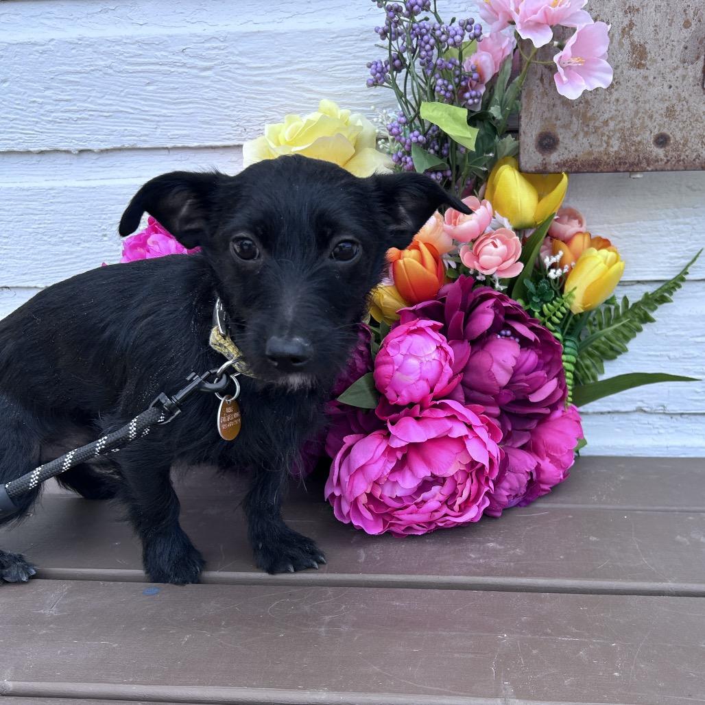 Titus, a Adoptable mixed breed in Prescott, AZ image 5/6