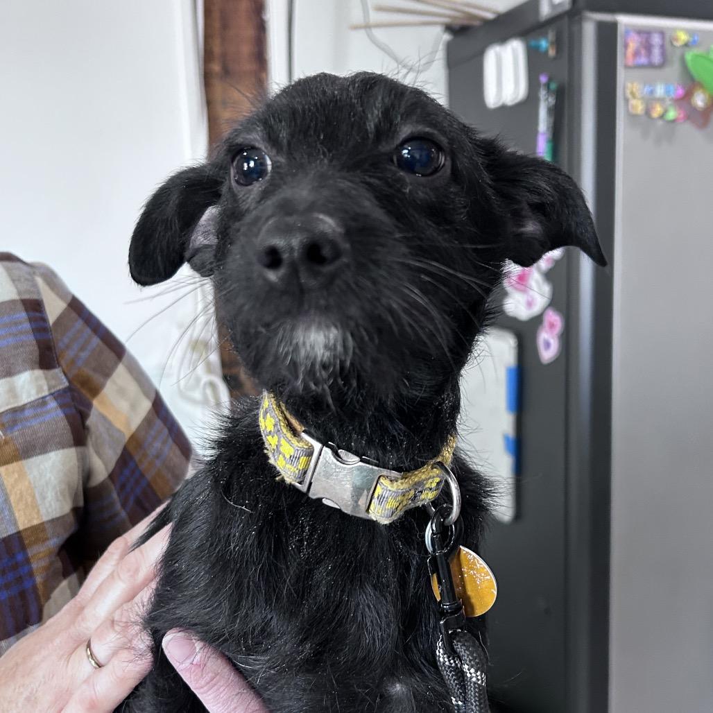 Titus, a Adoptable mixed breed in Prescott, AZ image 6/6