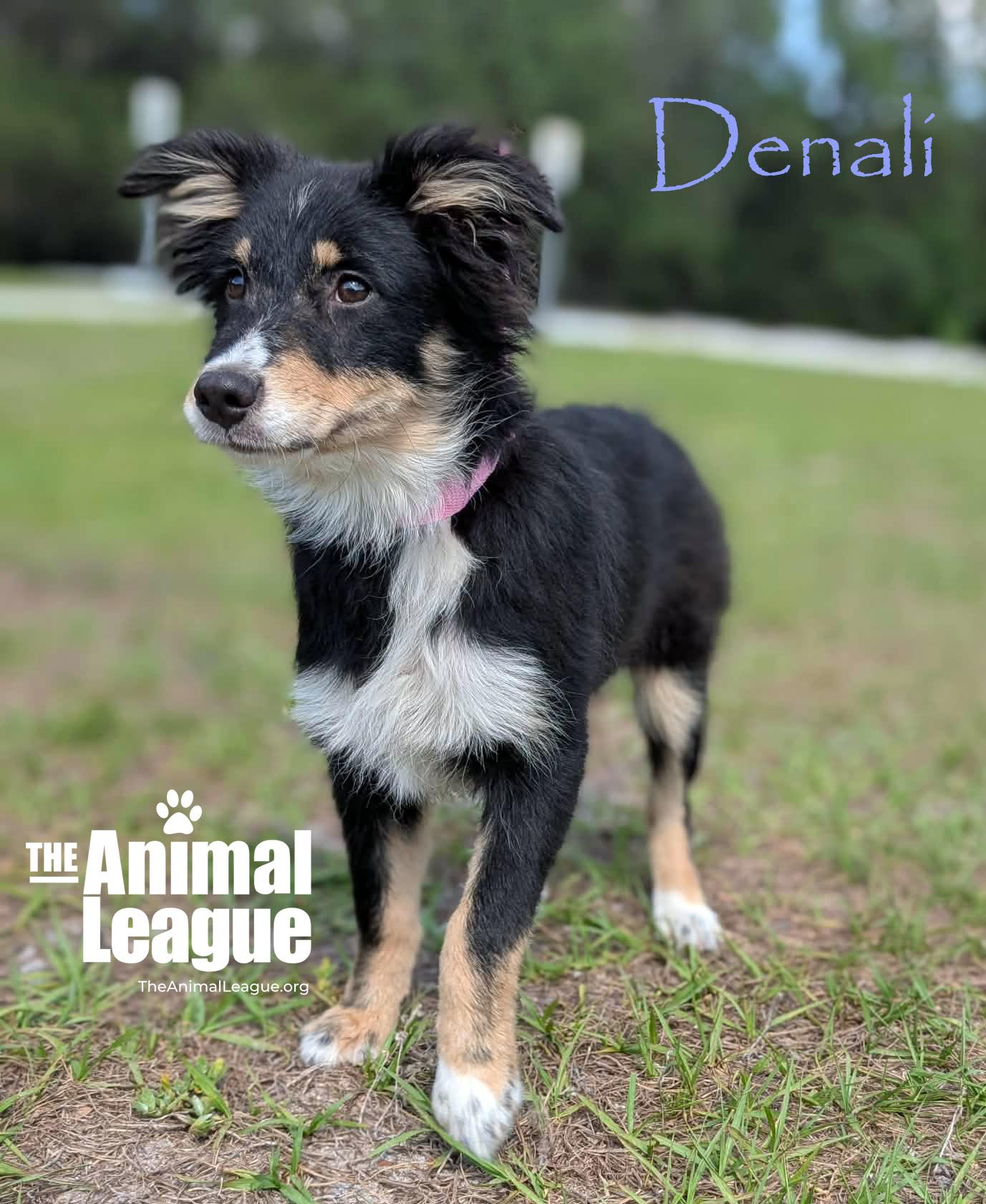 Enlarge Denali, a Adoptable mixed breed in Groveland, FL image 3/3