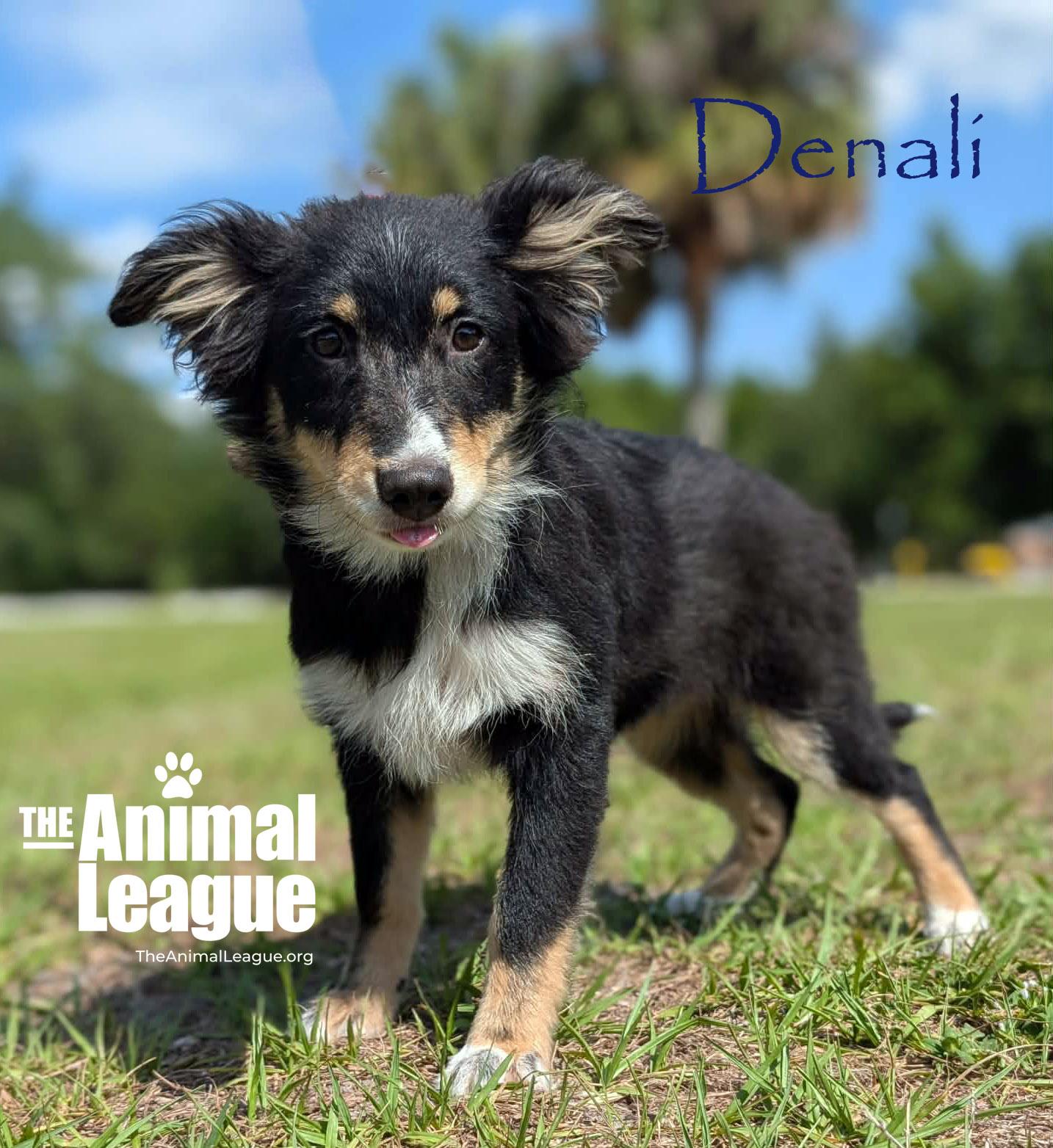 Enlarge Denali, a Adoptable mixed breed in Groveland, FL image 2/3