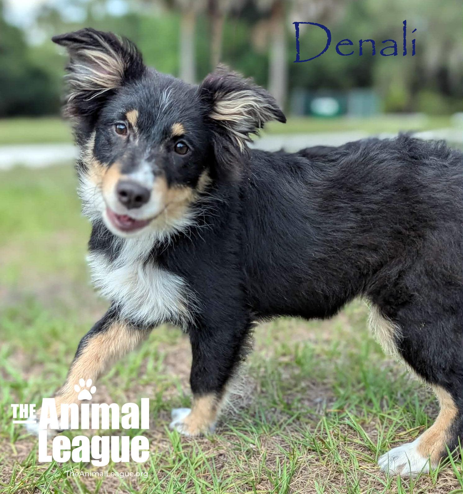 Enlarge Denali, a Adoptable mixed breed in Groveland, FL image 1/3