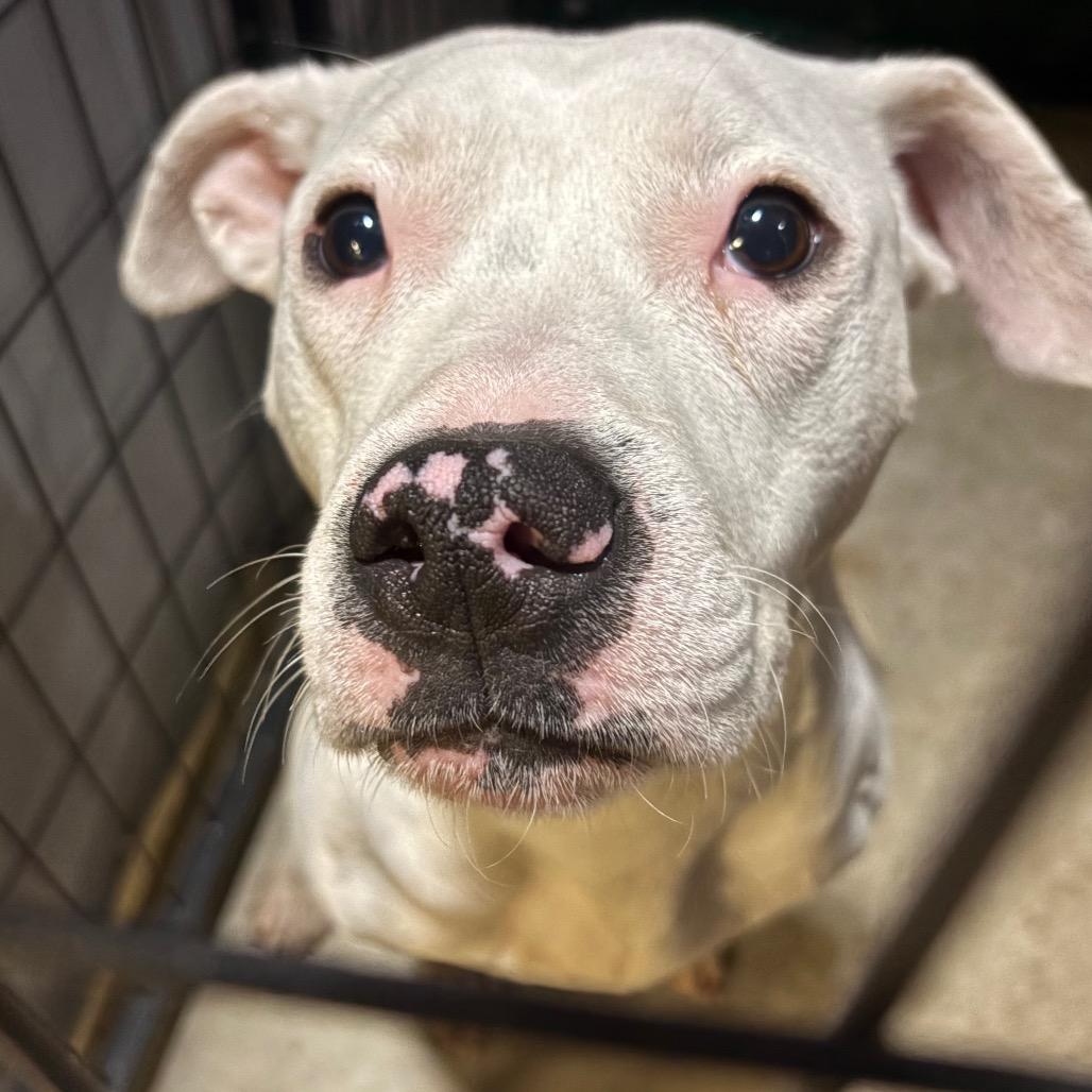 Palacio, Adoptable, Adult Male Pit Bull Terrier.