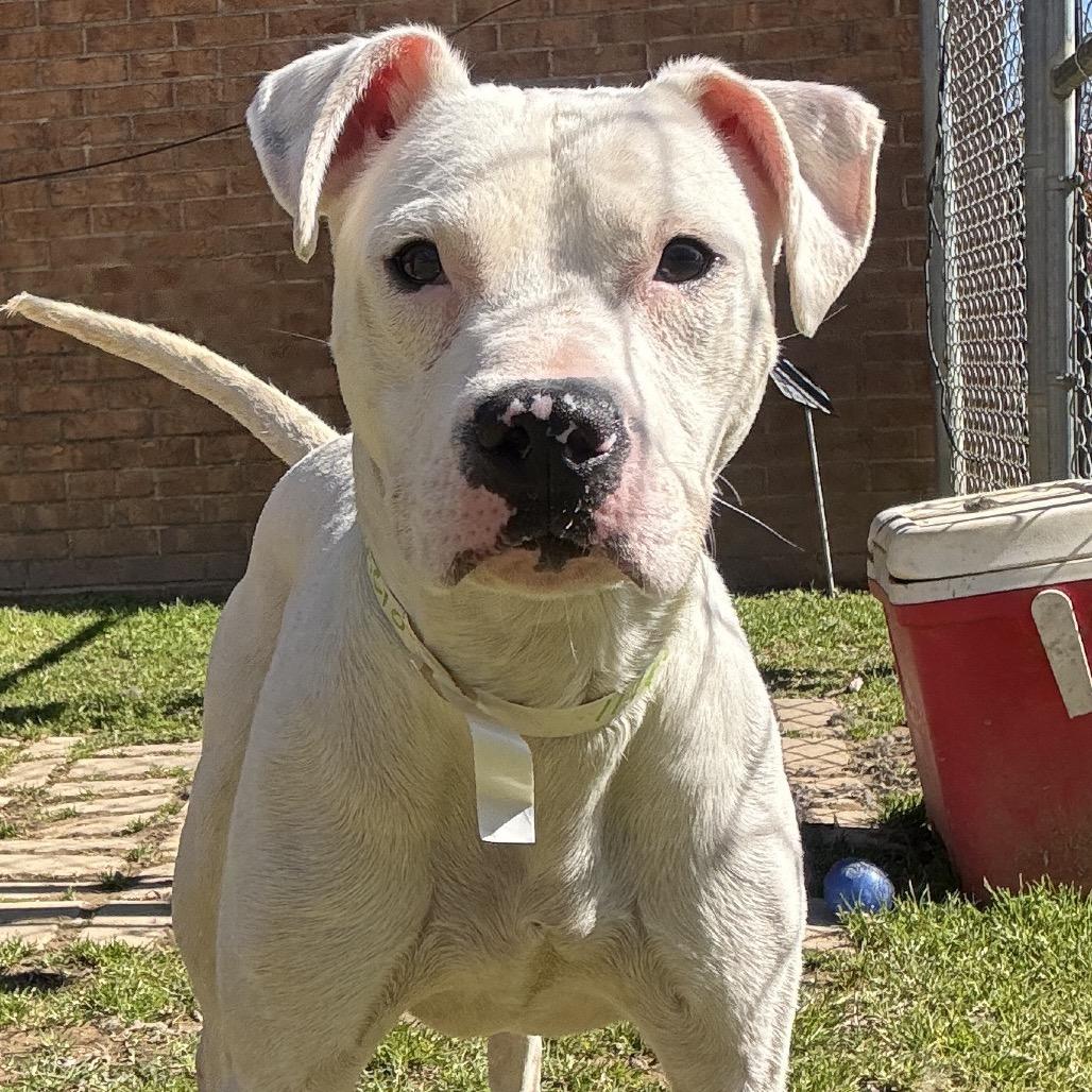 Palacio — thumbnail 2