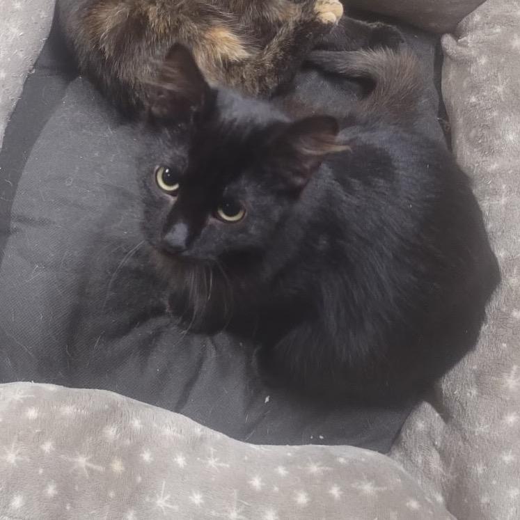 Sabine, Adoptable, Adult Female Domestic Short Hair.