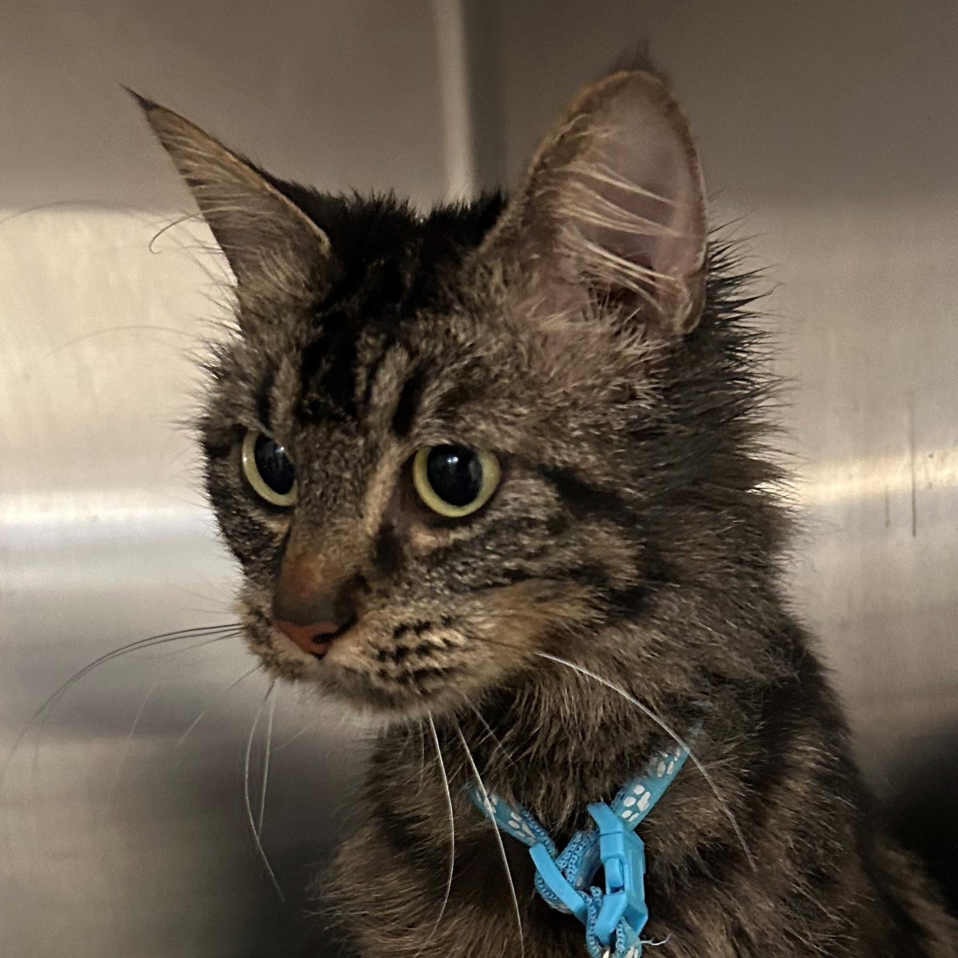 Suki, adopted, Adult Female Domestic Medium Hair.