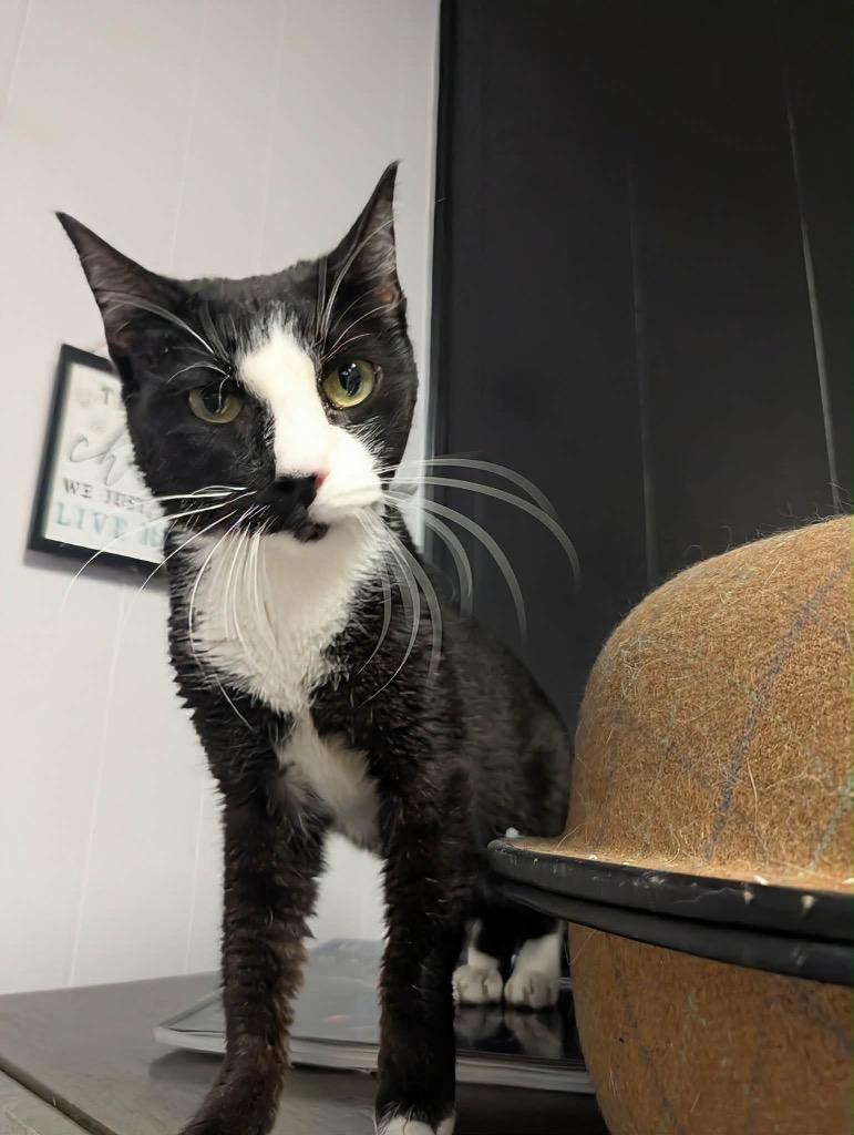 Jade, Adopted, Adult Female Tuxedo.