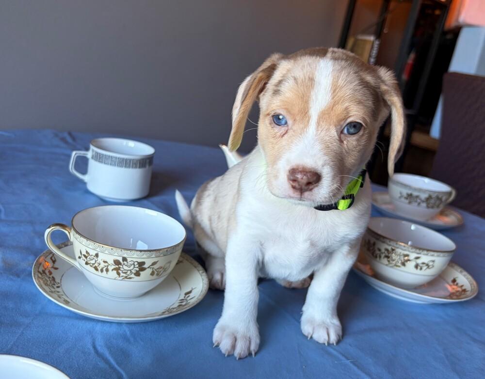 Enlarge Peppermint - adoption pending, a Adoptable mixed breed in Shawnee Mission, KS image 1/3