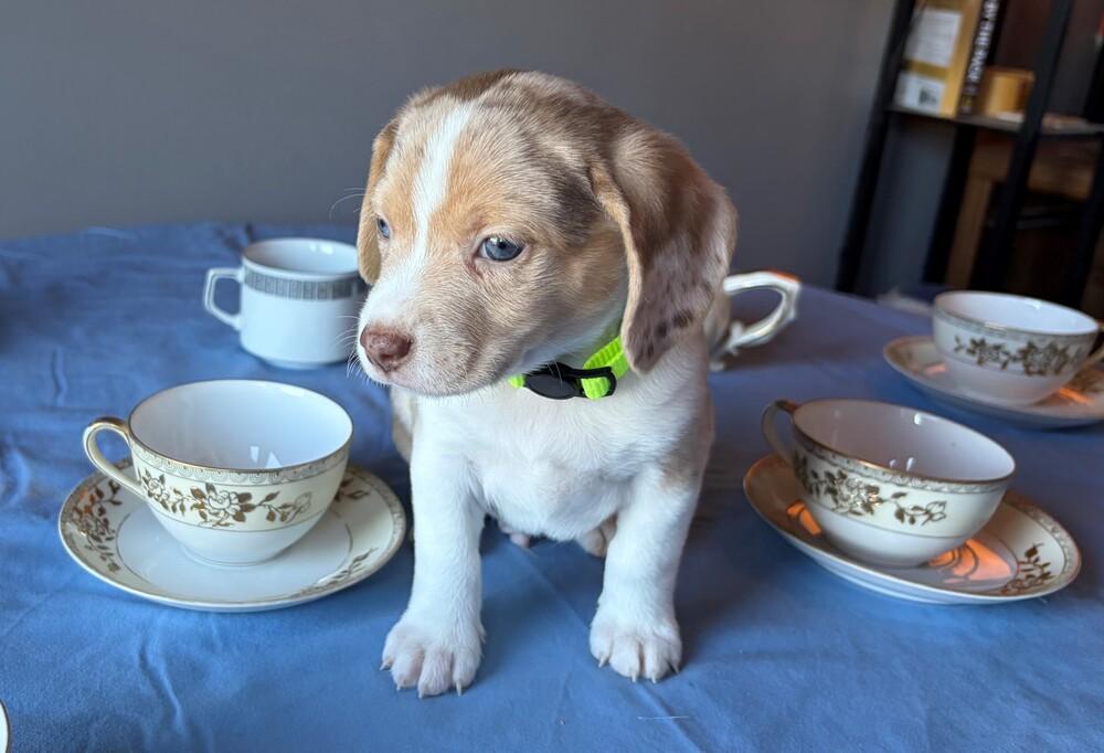 Enlarge Peppermint - adoption pending, a Adoptable mixed breed in Shawnee Mission, KS image 2/3