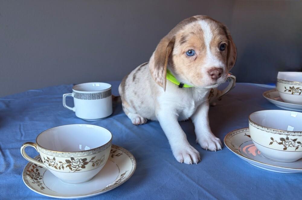 Enlarge Peppermint - adoption pending, a Adoptable mixed breed in Shawnee Mission, KS image 3/3