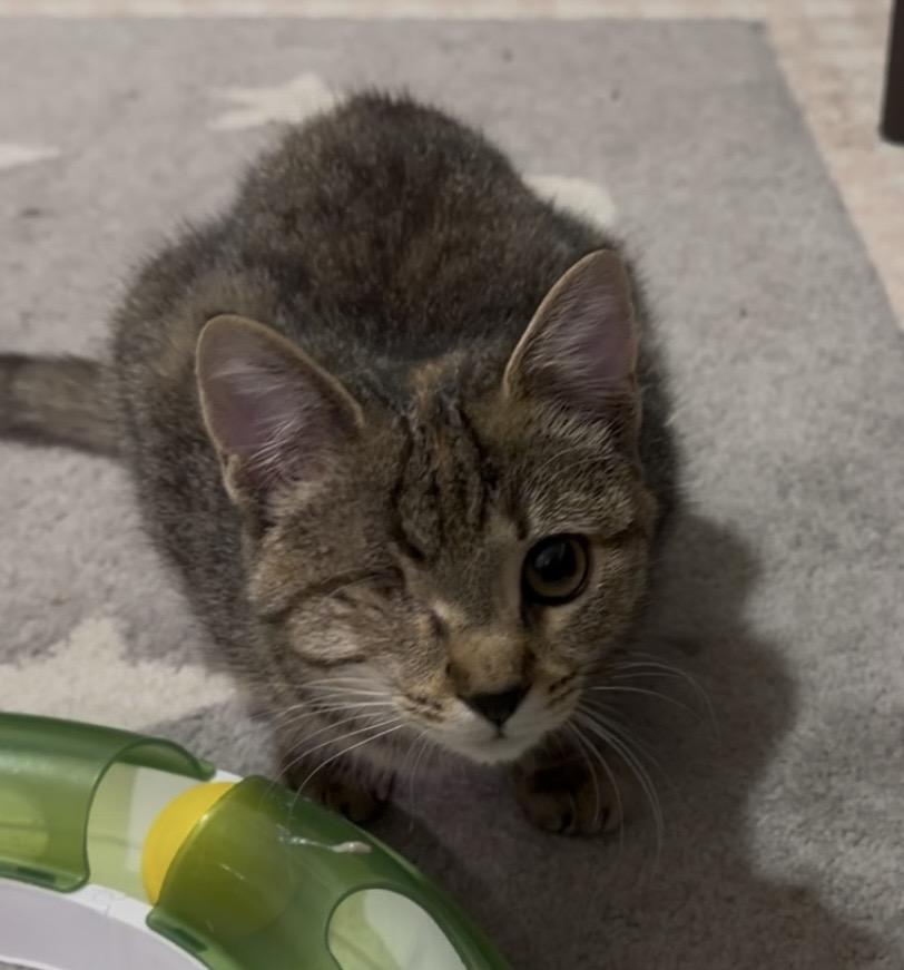 Pinochle, ADOPTABLE, Young Female Tabby & Domestic Short Hair.