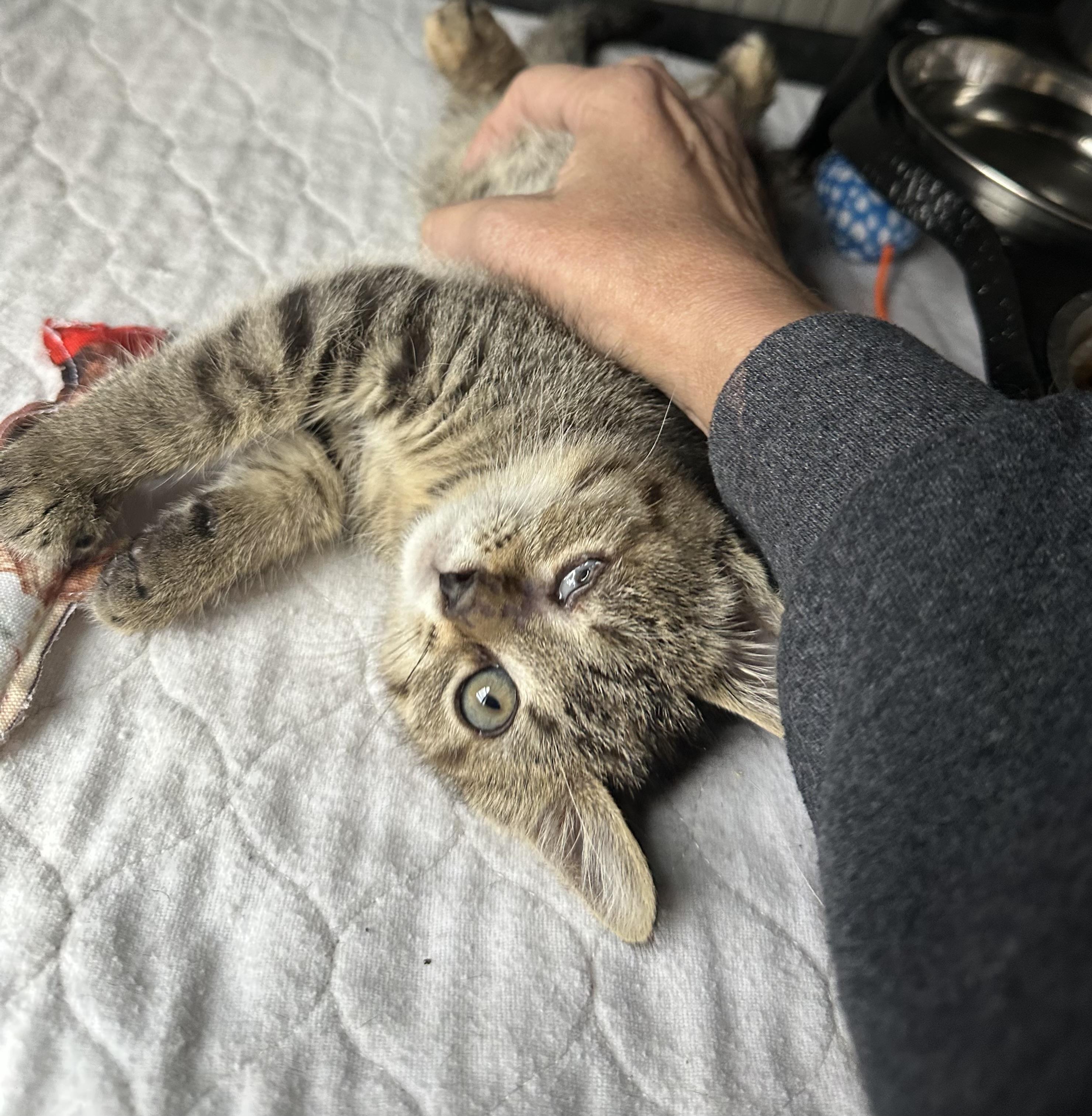 Enlarge Pinochle, an adopted mixed breed in Duluth, GA image 3/3