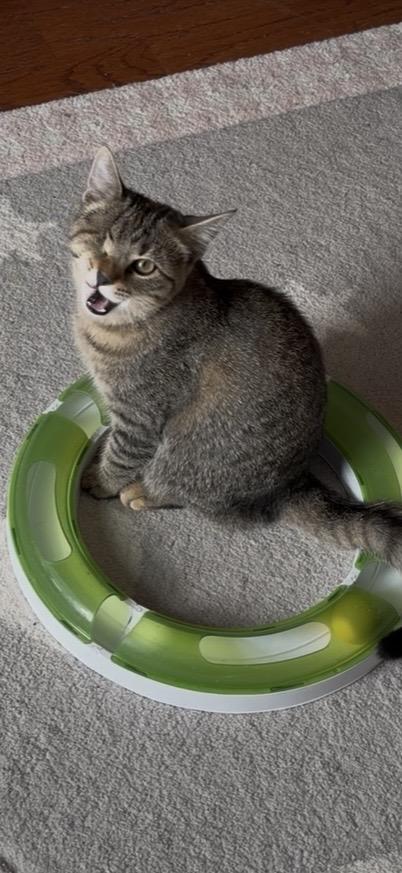 Enlarge Pinochle, an adopted mixed breed in Duluth, GA image 2/3