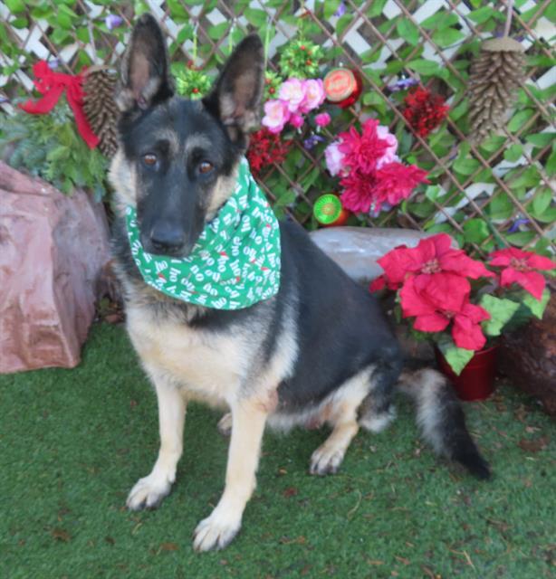 RAGGIN, Adoptable, Adult Female German Shepherd Dog.