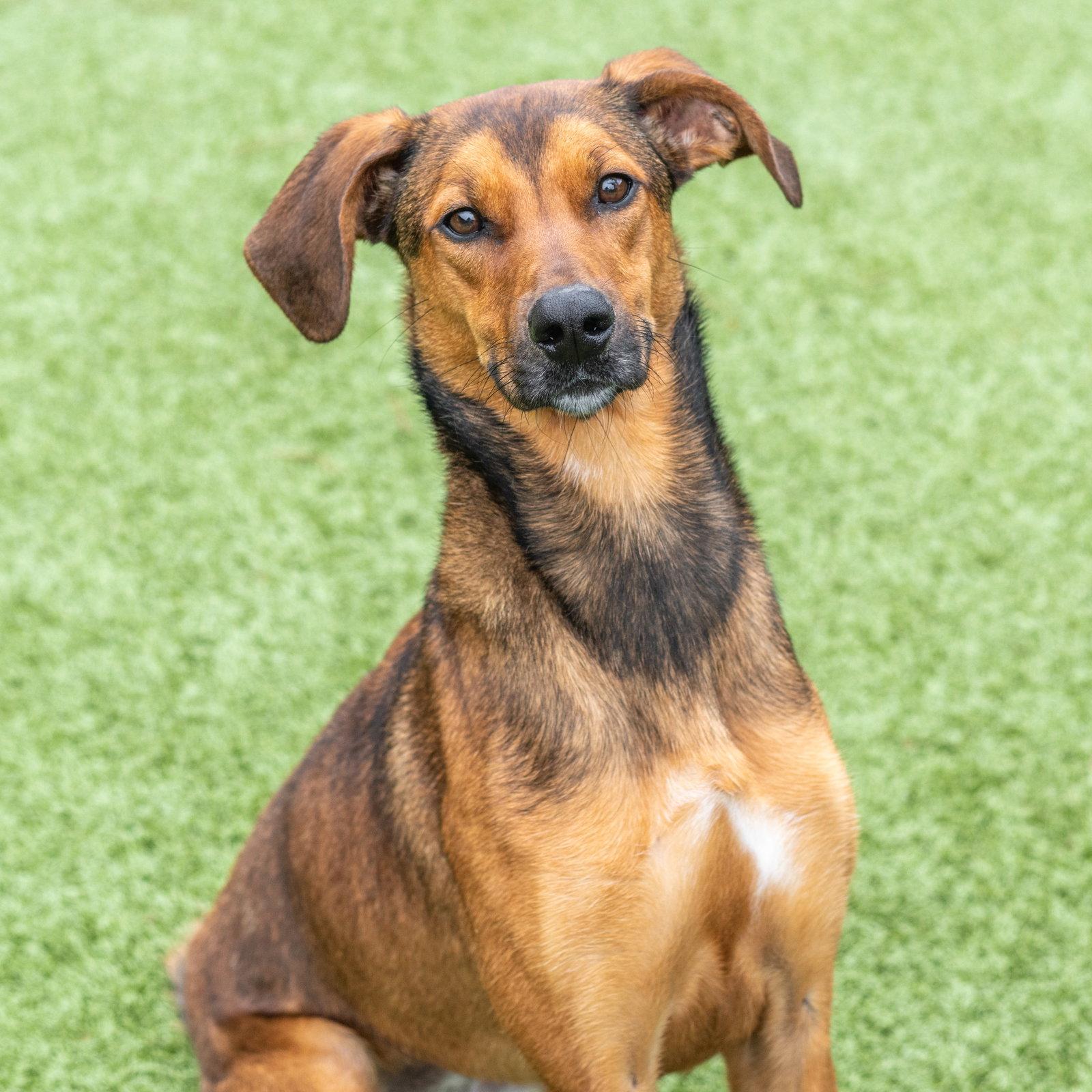 Red, Adoptable, Young Female Hound.