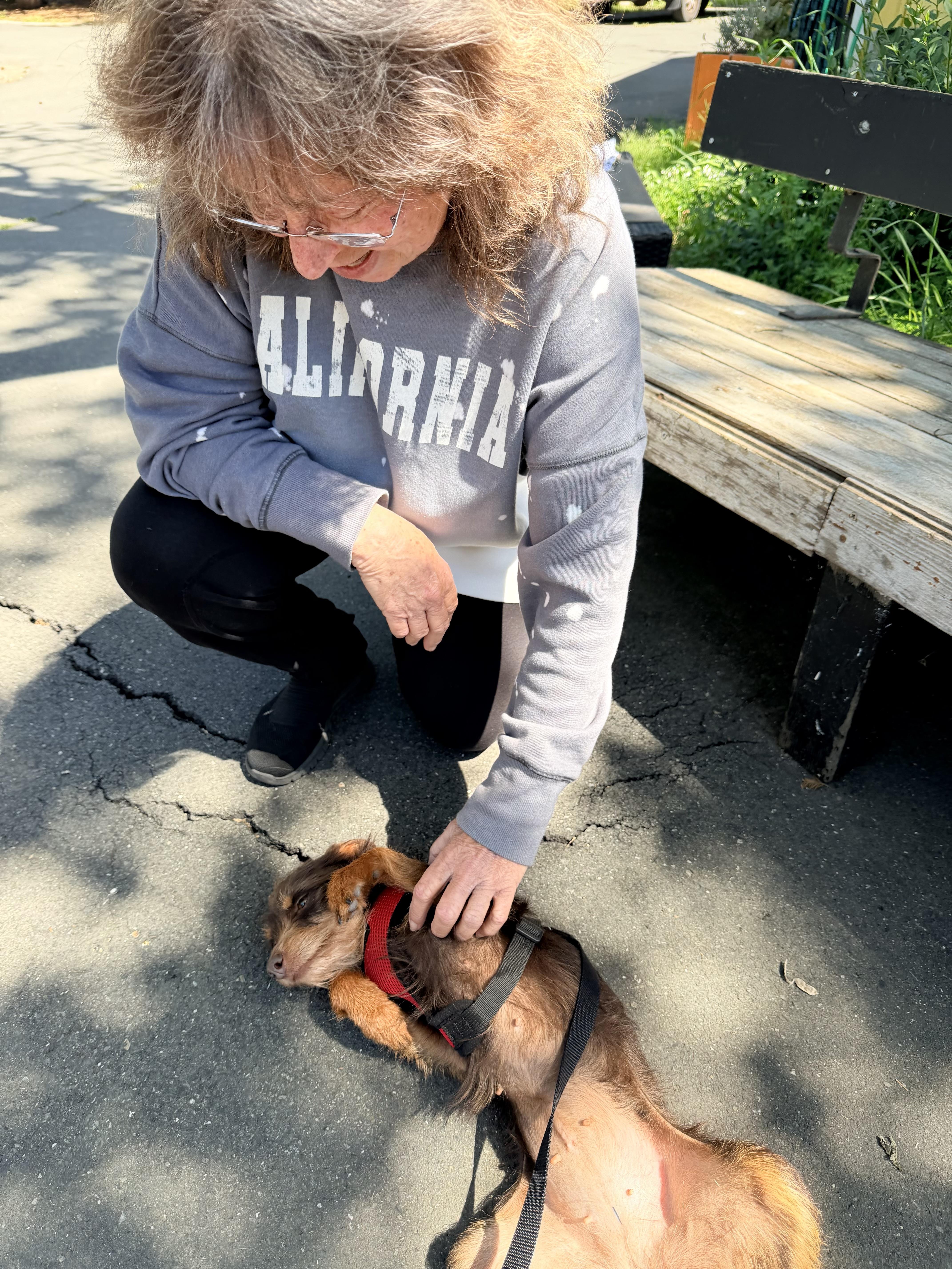 Papuchita, an adopted mixed breed in Santa Rosa, CA image 4/5