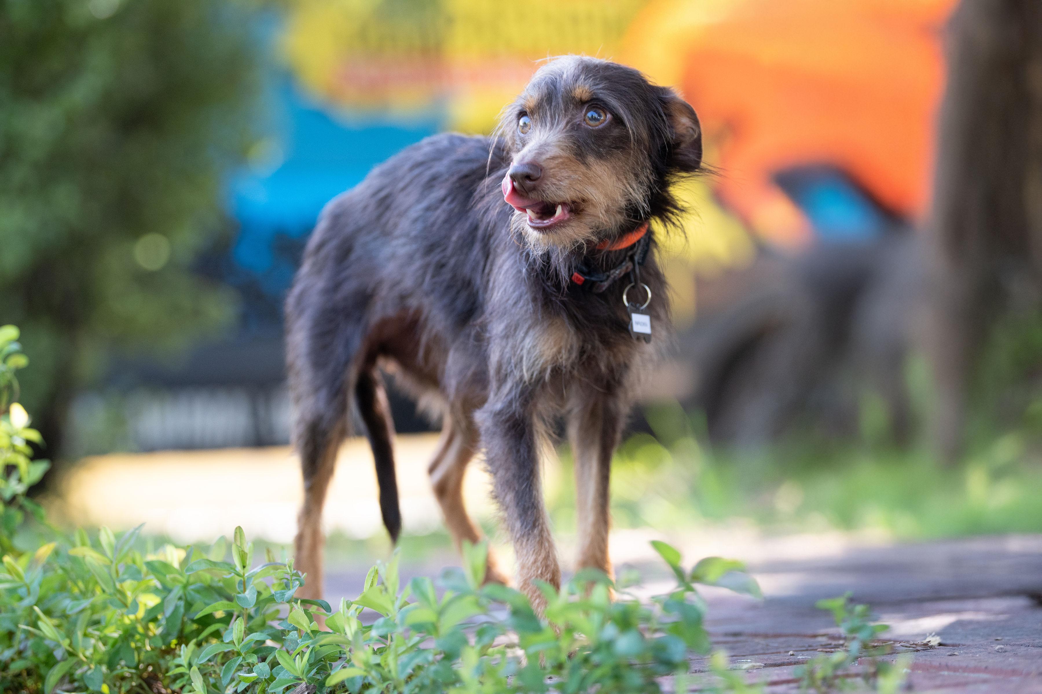 Papuchita, an adopted mixed breed in Santa Rosa, CA image 3/5