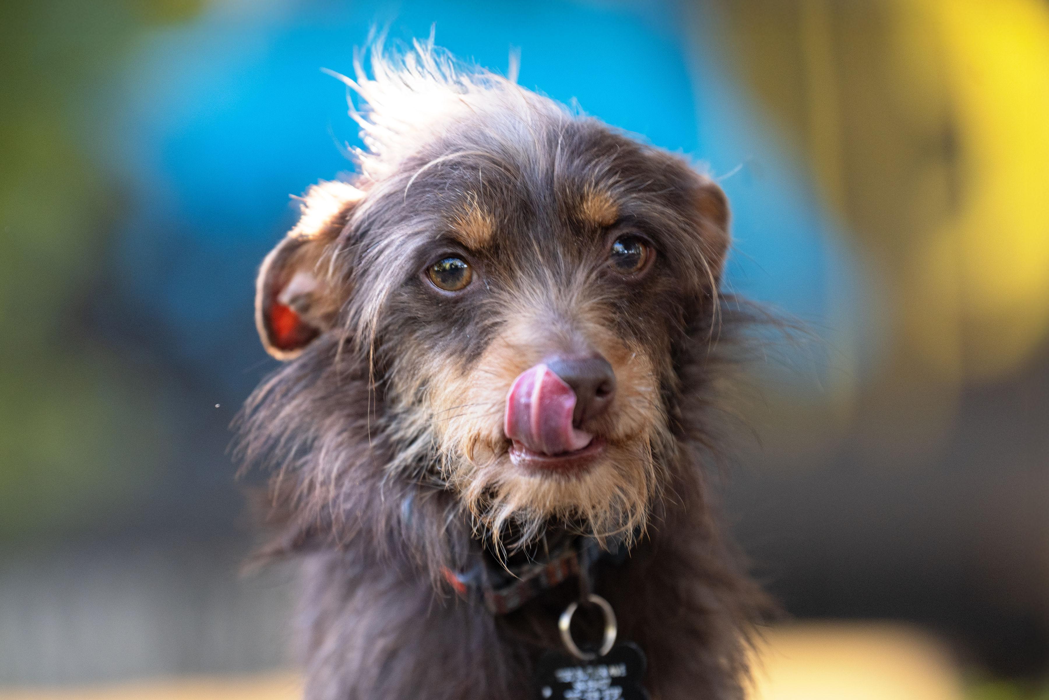 Papuchita, adopted, Adult Female Chihuahua & Terrier.