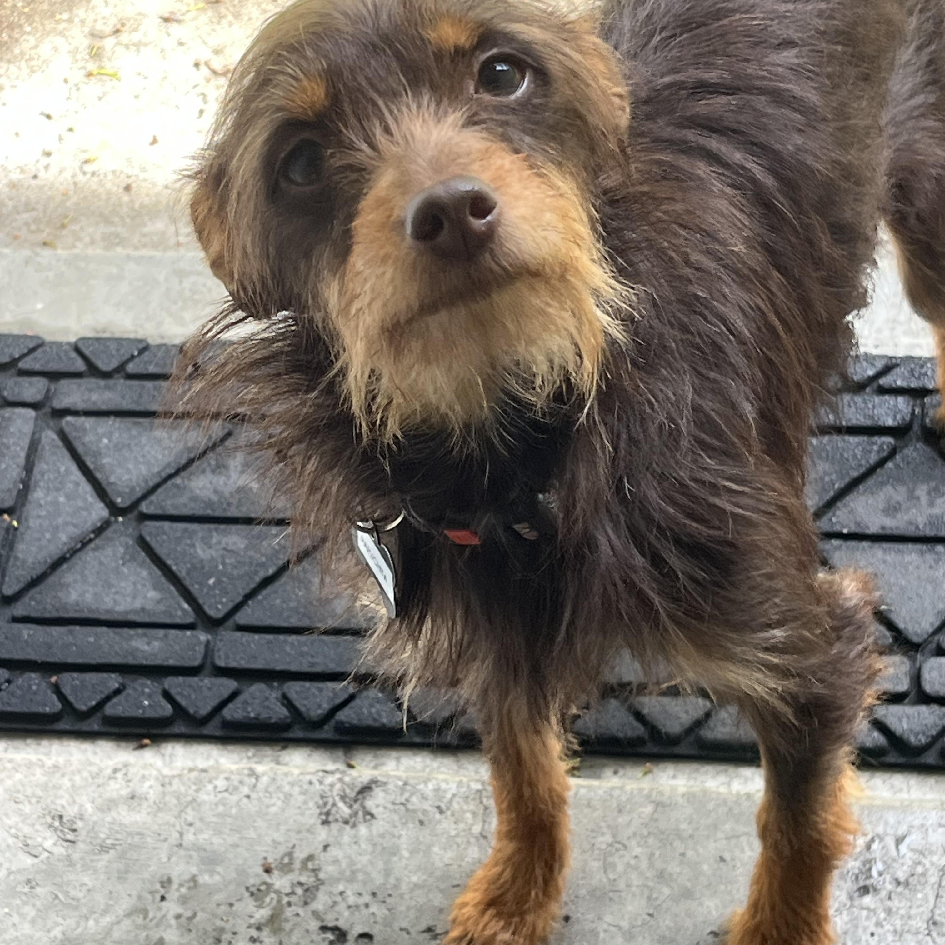 Papuchita, an adopted mixed breed in Santa Rosa, CA image 2/5