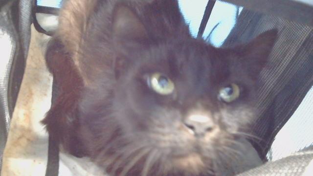 SASHA, Adoptable, Adult Female Domestic Short Hair.