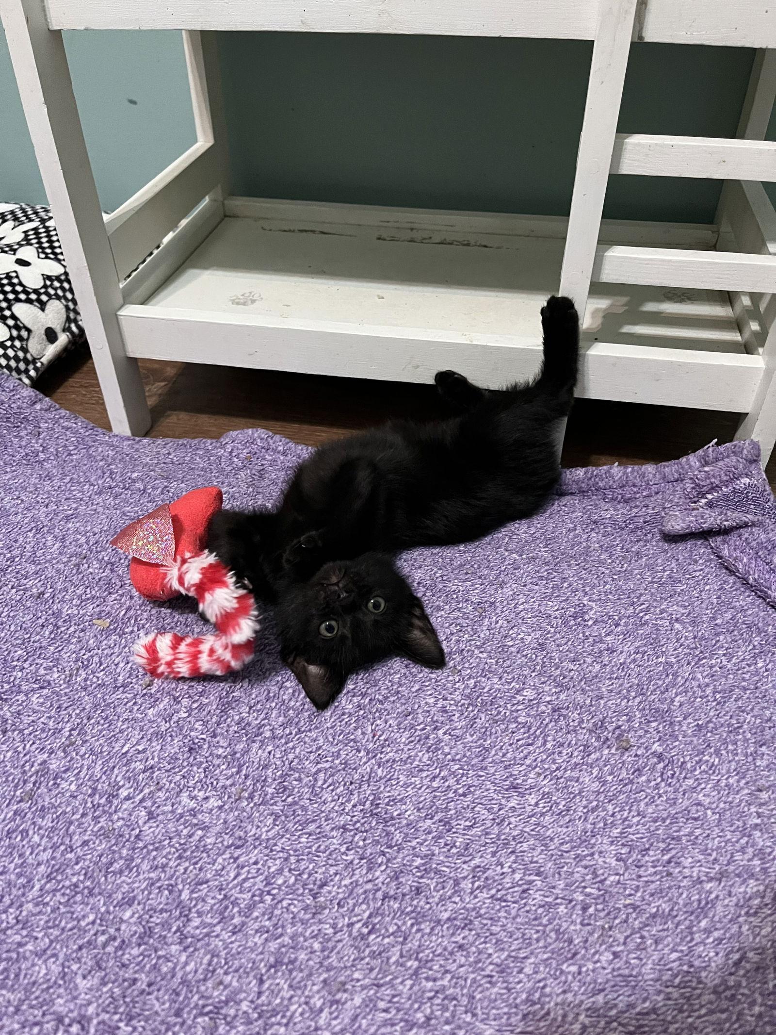 Enlarge Boo, a Adopted Domestic Short Hair in Fenton, MO image 1/1