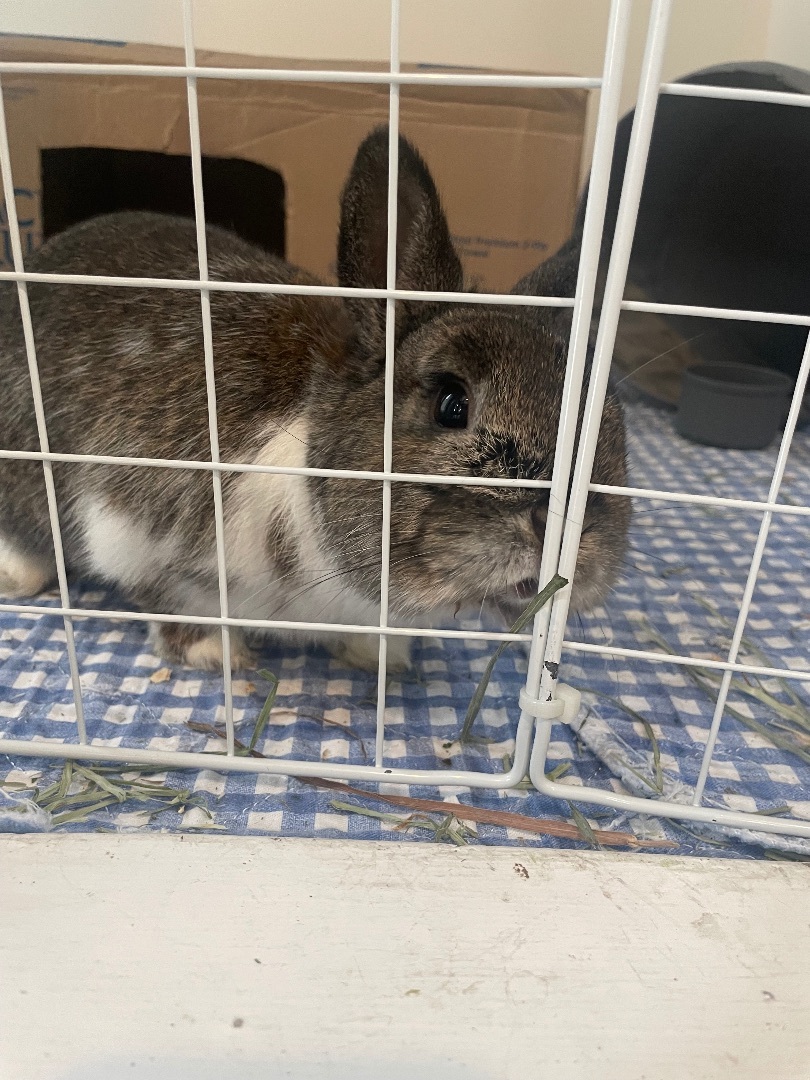 Haribo, Adopted, Adult Male Dwarf.