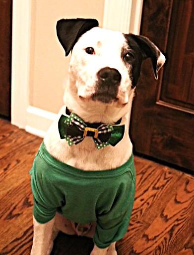 Spot, ADOPTABLE, Young Male Terrier.