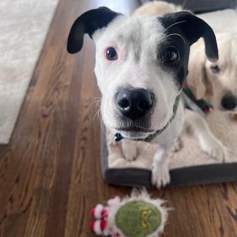 Enlarge Spot, a ADOPTABLE mixed breed in Plainfield, IL image 2/6